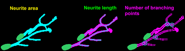 Endpoints of neuronal morphology which can be assessed by Omnisphero. The green ellipses repsresend the neuron cell bodies. From the border of the cell somas, the neurite length, neurite area and existing branching points were evaluated.