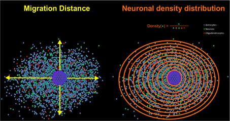 The radial migration distance is defined by the average distance between the rim of the sphere core and the furthest migrated cells (indicated as yellow arrows).